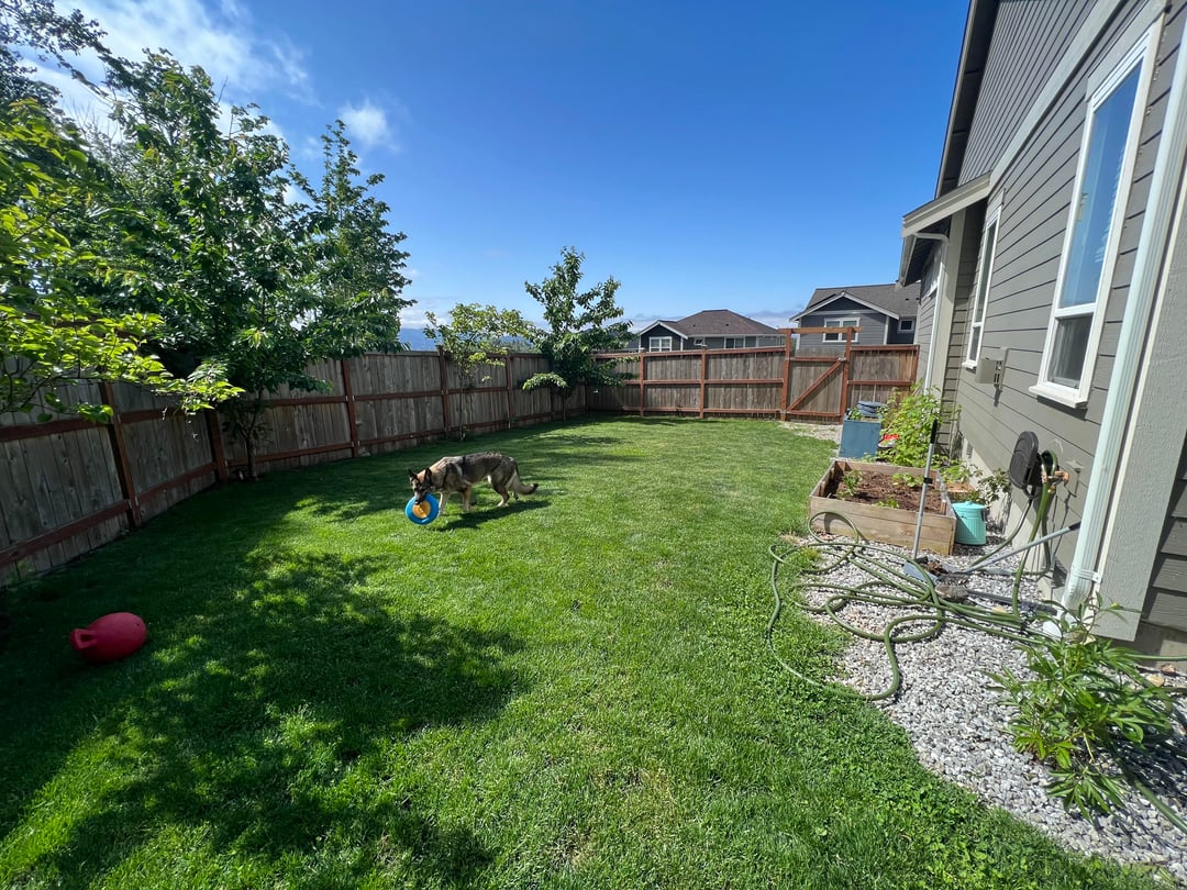 Open suburban backyard with grass lawn, gravel border, raised garden bed, and wooden fencing.